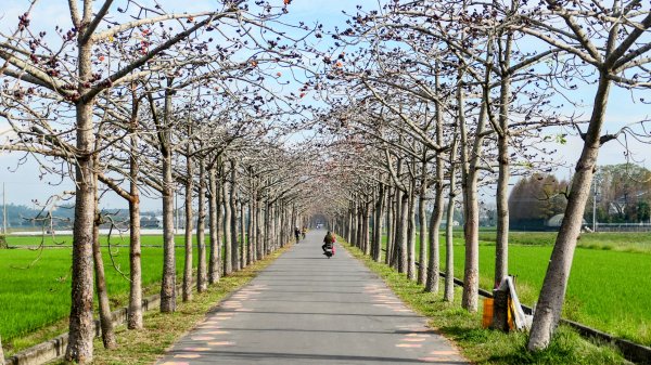 《臨江仙。黃花風鈴木》2735395