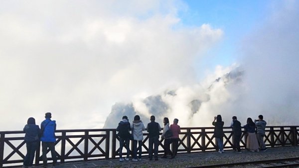 阿里山青年活動中心 櫻花季852385