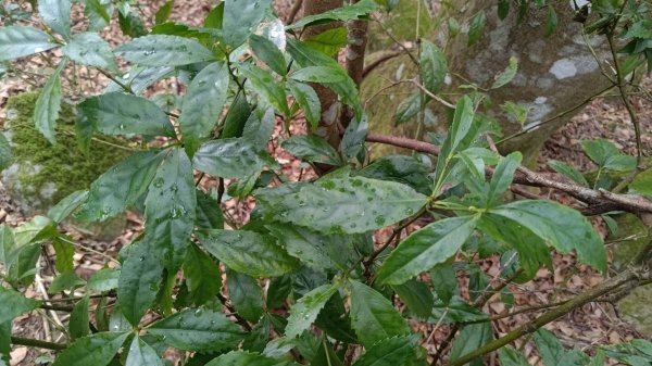 雪見遊戲區盡尾山二本松山2702676