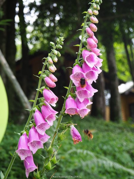 《宜蘭》北橫明珠｜明池國家森林遊樂區201805192889295