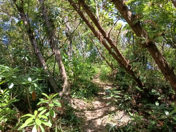 基隆市金交椅山+金交椅南峰+紅淡山東北峰、北北峰、北峰+紅淡山+厲翼嶺出三坑車站2903190