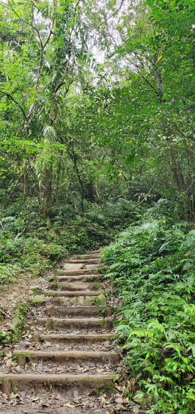 2022-03-12三角崙山登山步道1637875