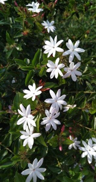 銀河洞，貓空尖，待老坑山大o型444302