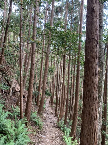 20251018台中八仙山2921449