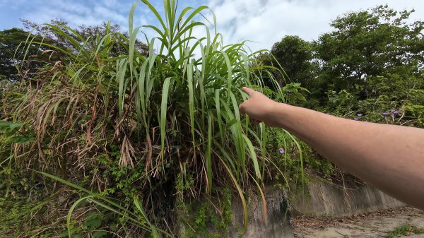 高雄 小崗山2927234