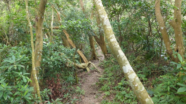 凌雲禪寺 -尖山-大峭壁-駱駝嶺-硬漢嶺26019