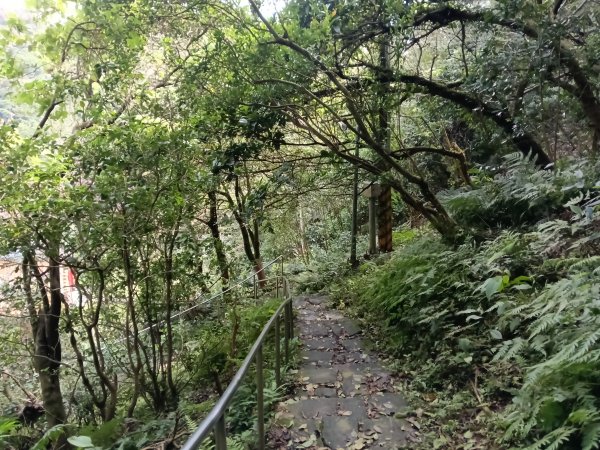 汐止區大尖山櫻花+秀峰瀑布O型3009400