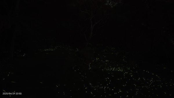 翡翠水庫壩頂 #火燒雲雲海 #日出雲海 #鱷魚島 #藍腹鷴 4/292773437