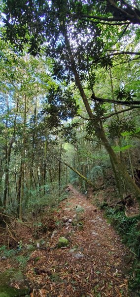 2022-01-09大雪山森林遊樂區森林浴步道1577366