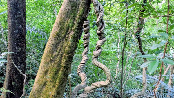 梅竹蹊山,麻竹坑山,苕谷瀑布,蝙蝠山2883315