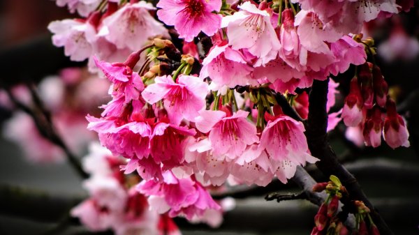 樂活公園櫻花2016477