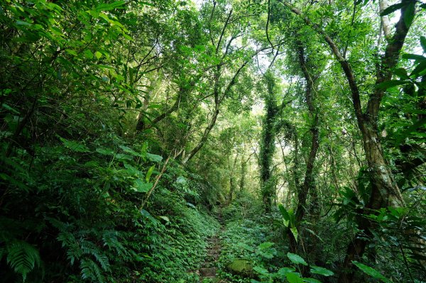 新北 石碇 西帽子岩、炙子頭山、溪邊寮山2551949