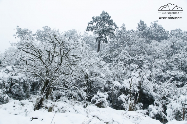 【攝野紀】夢幻般的雪中松蘿湖264537