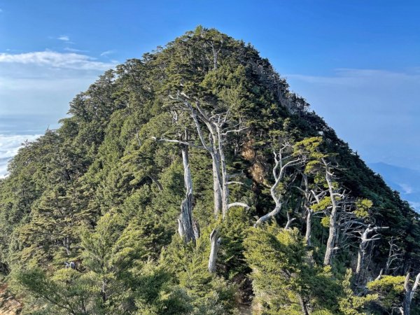 見證最美麗北大武山雲海、鐵杉1318807