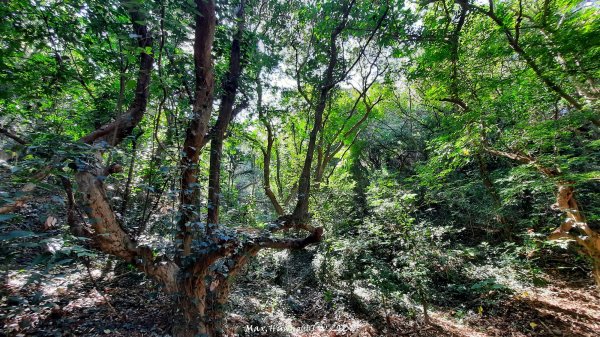 《彰化》富士櫻花｜花壇大嶺巷步道群及西來園（銀行山）登山步道202402132424705