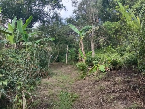 雙溪區豹子廚越嶺保甲路+北豹子廚山+中坑東山稜線O型2880075