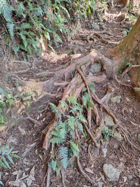 稍來神木+稍來山+稍來山南峰O型202412292678970
