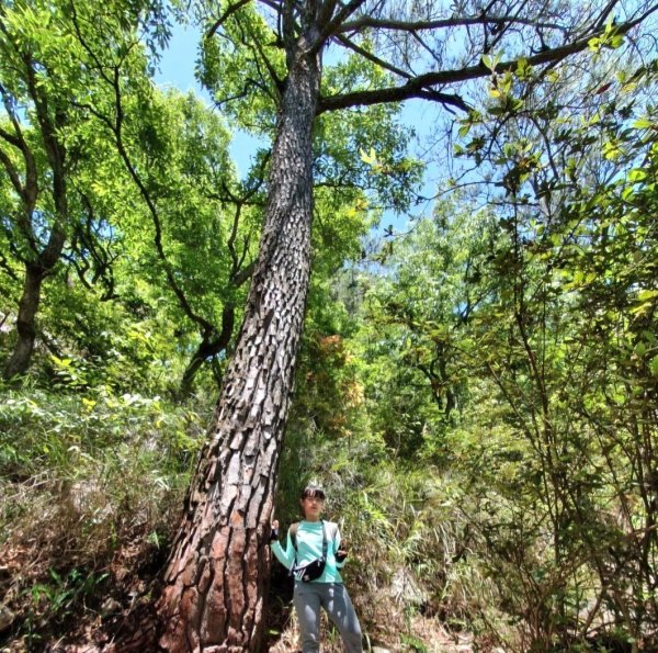 【中級山】谷關七雄東卯山2741003