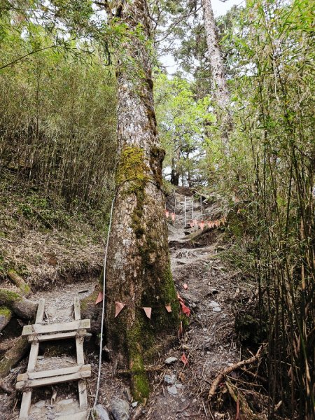 小奇萊步道-(南投)臺灣百大必訪步道2795645
