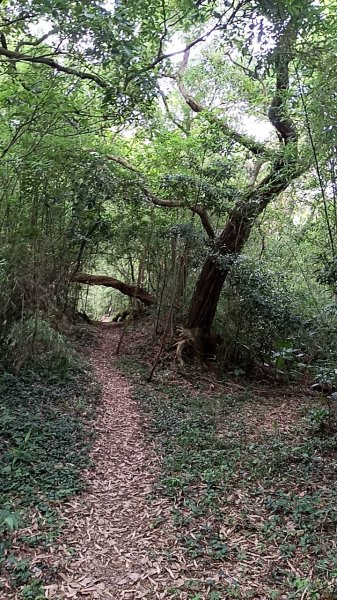 20250517 倒別牛-中坑山-飛鳳山 大O型2790398