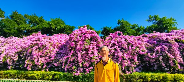 #蒜香藤 #泰山楓樹河濱公園 11/242943653