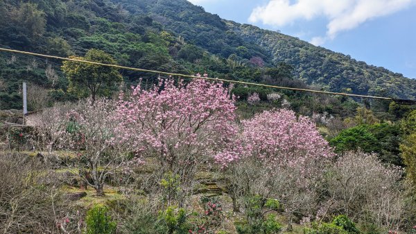 天元宮,楓樹湖,北新庄,淡水老街2430306