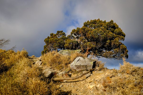 [冬訪大霸聖山岳參行]-榮耀桂冠B'bu' Papak聖稜精選輯2974785