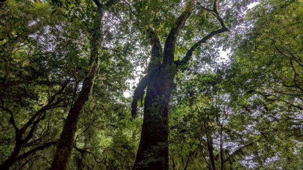 鎮西堡巨木步道群 (B區)2861136