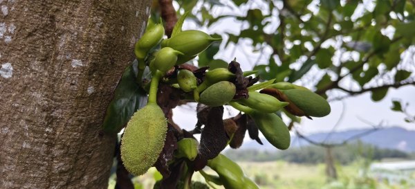 2026/02/08_老銃櫃、、三連埤步道 雙O型2995869