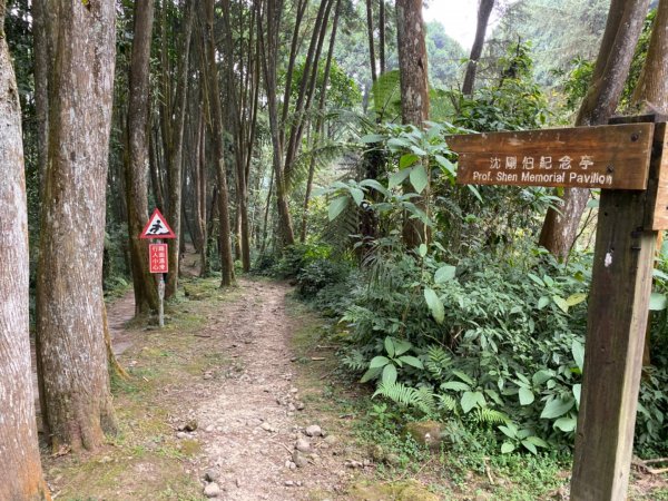 20191109貓仔們之溪頭森林步道探索757221