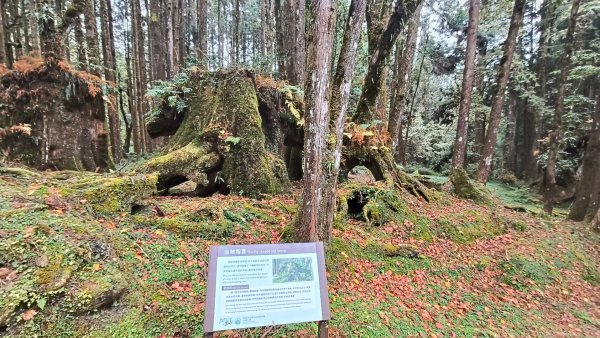 神阿縱走~台灣難抵極~大塔山2971516