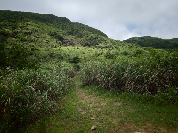 [淡蘭古道] 2026_0531 北路第一段_燦光寮古道(中)-陡坡3070887