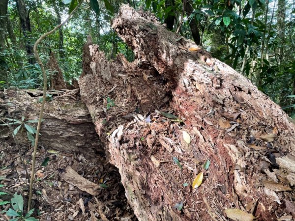 馬拉邦山健行1520700