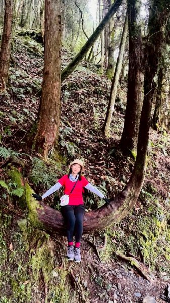 🌈3/28（六）觀霧檜山巨山步道×瀑布步道✨FB：熊熊趴爬走🌈3025242