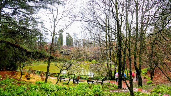 《青玉案・福壽山櫻》2712360