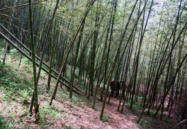 桃園金面山、金山面山 O型1373710