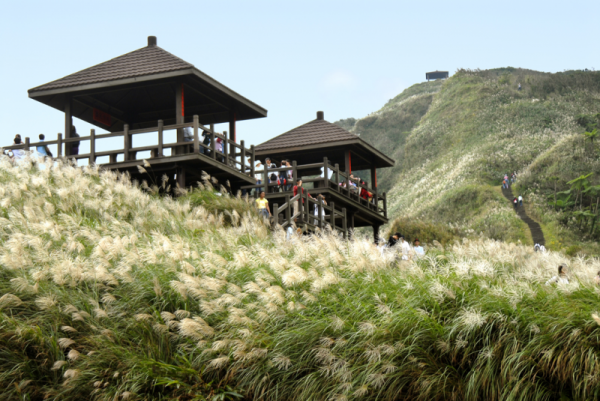 【活動】微秋東北角，來場草嶺古道「賞芒花、泡好湯」巡古之旅！