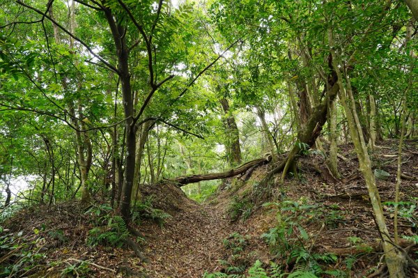 臺北 文山 指南山、猴山岳、魚衡山、大前坑山、猴山坑山、祥光寺後山、金頭山2775011