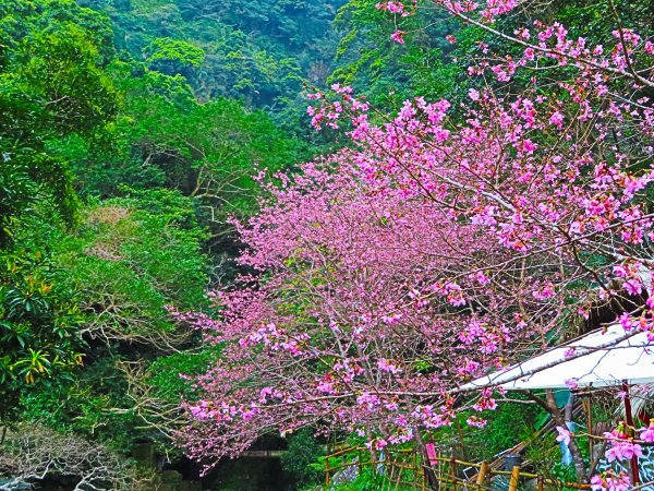 遇見桃花源：淡水楓樹湖步道542624