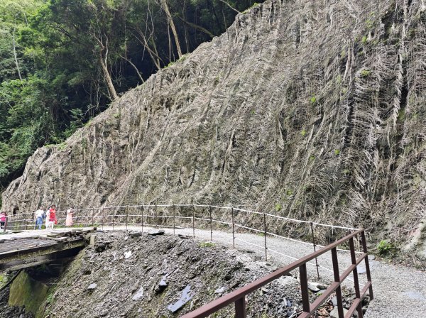 2025_0713 拉拉山神木群步道2837290