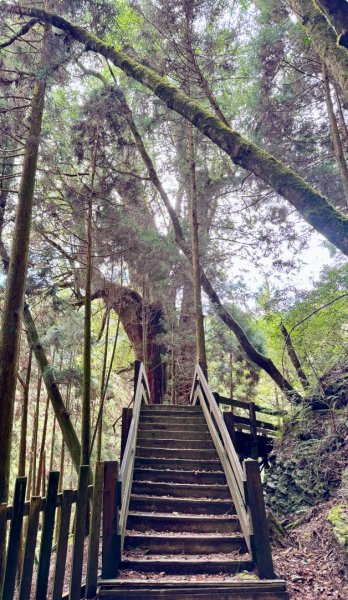 觀霧-檜山巨木群步道2925573