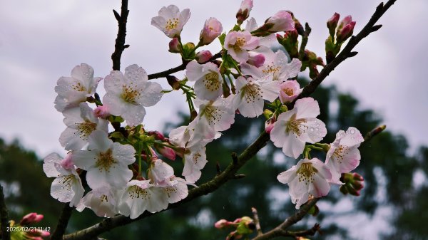 #十八份拐圳步道 #墨染櫻 2/212717178