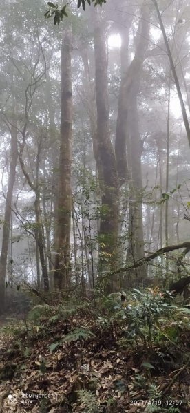 金柑樹山、杉林溪-看巨木、看竹林，賞牡丹1356154