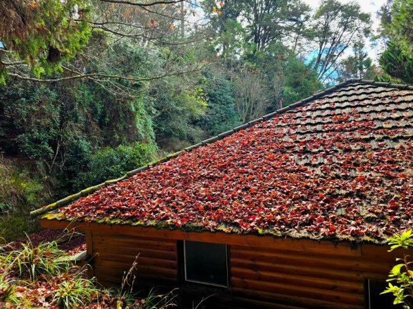 大雪山國家森林遊樂區賞楓／看神木／賞雪白山頭／賞大景2974306