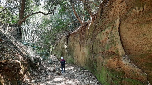 《彰化》原始峽谷｜八卦山一線天步道202502282723523