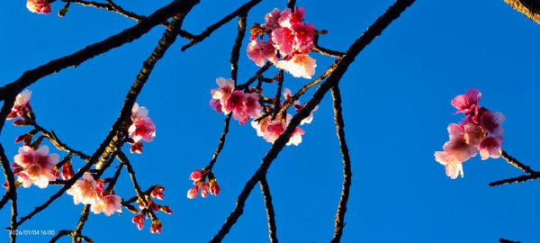 #花卉試驗中心 #永公路500巷 #平菁街42巷 #原住民公園 #士林官邸 1/42976579