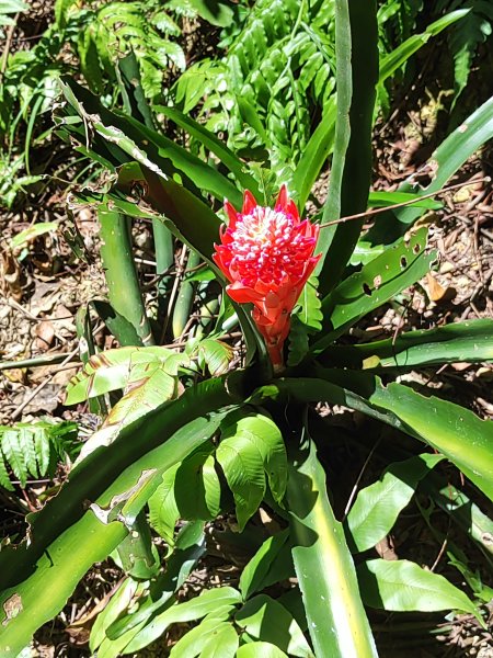 微笑山線：【天上山系】烘爐地土地公段2895753