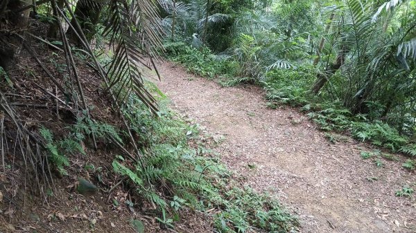 20250607 新竹竹東三山(樹杞林山 - 新具庄山 - 員崠子山)  O型2808891