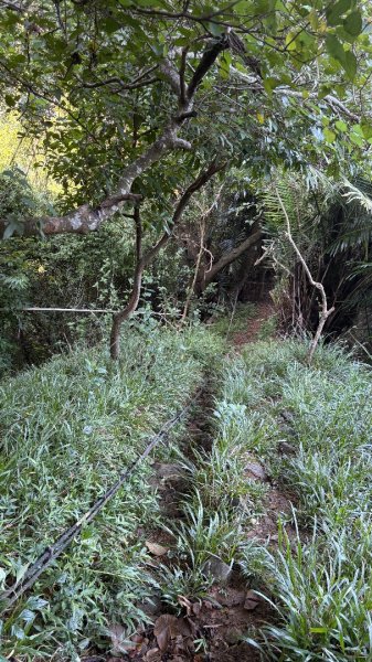 美濃雙溪樹木園（九芎林山2905626