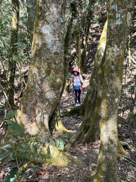 屋東縱走 202503012728998